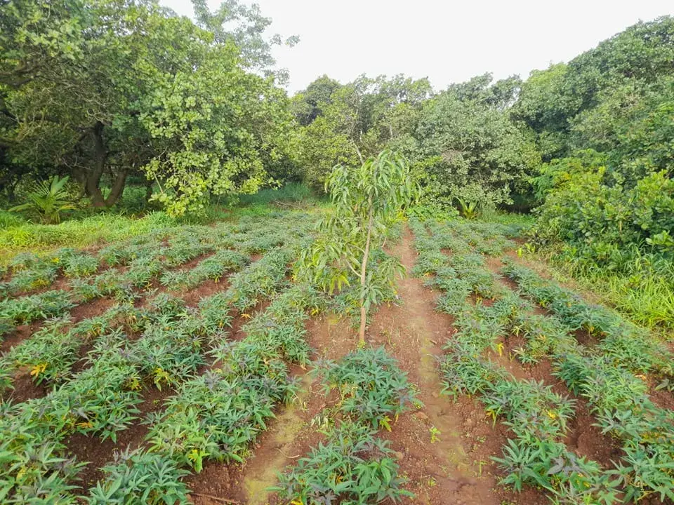 365986282_6740327206012086_4374668748202407000_n